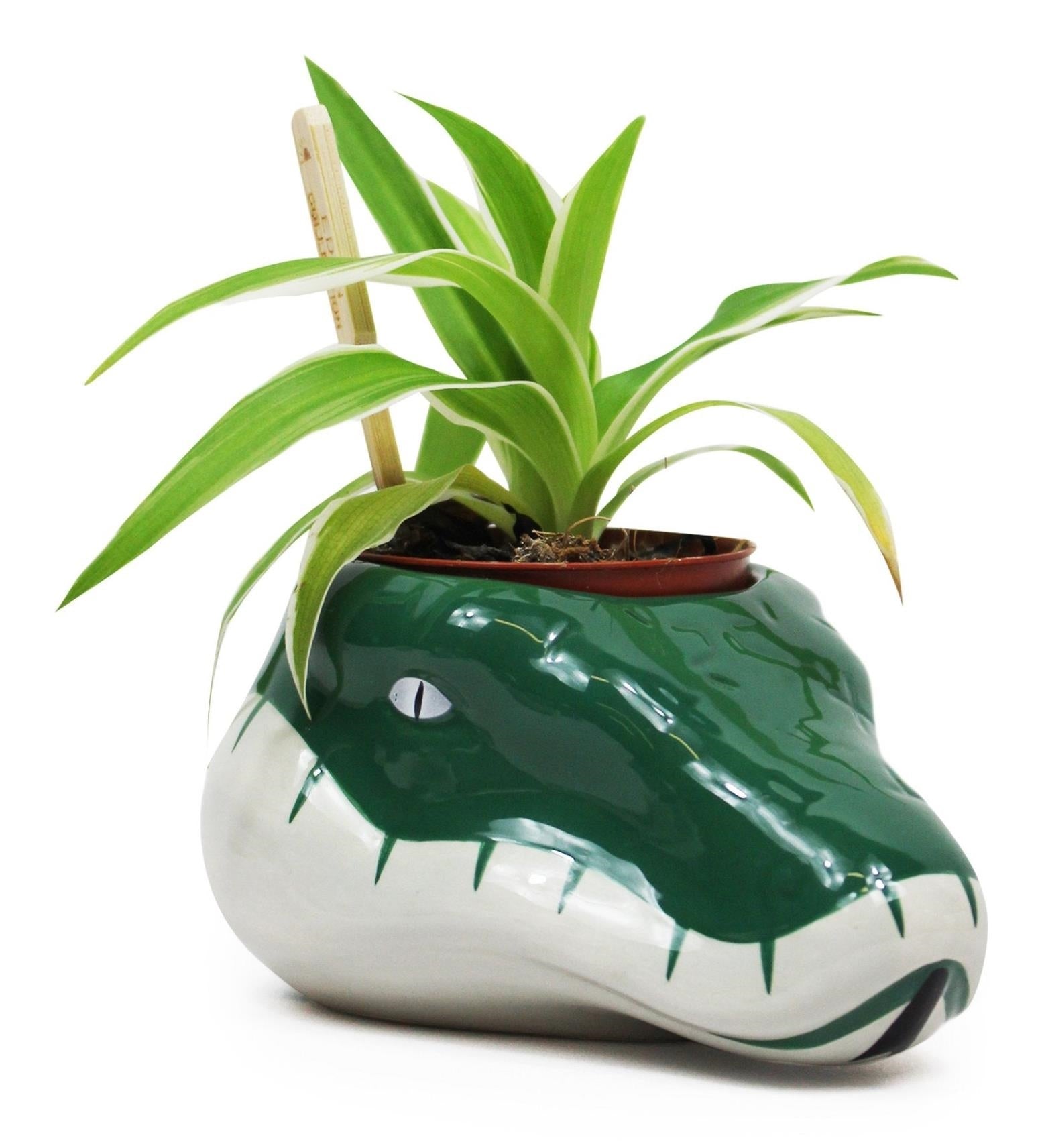Harry Potter: Half Moon Bay - Slytherin (Plant Pot / Vaso Da Fiori)