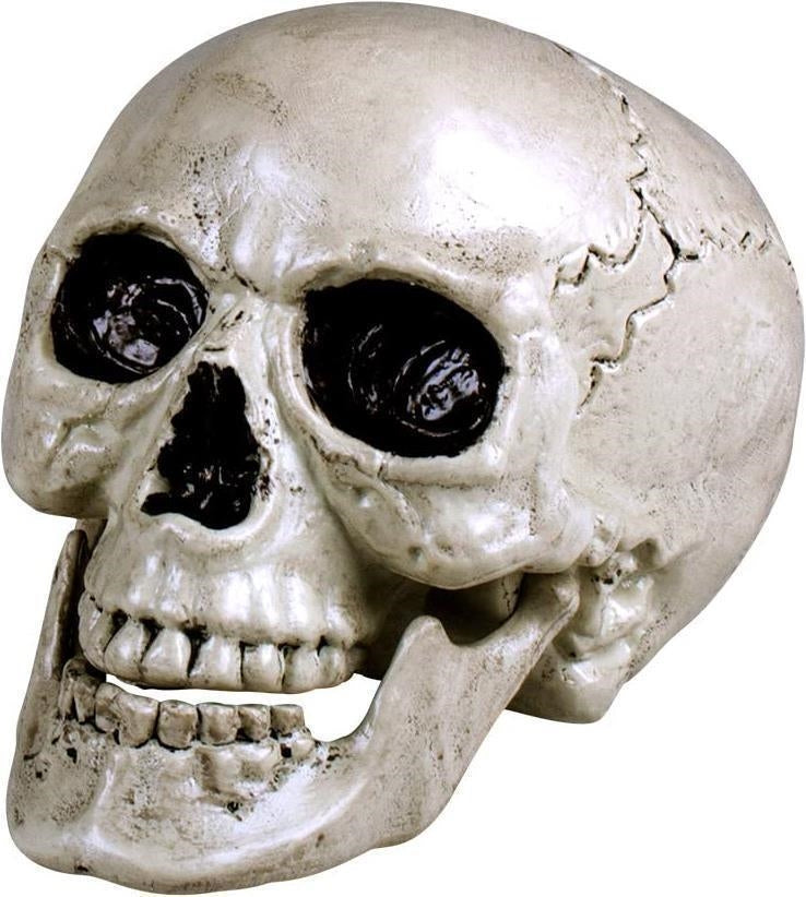 Boland: Skull Maxilla With Movable Jaw H. Teschio Con Mandibola Apribile, 17 X 15 Cm