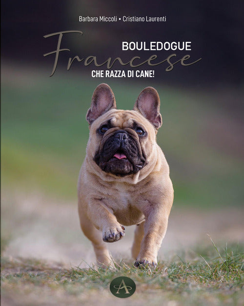 Bouledogue francese. Che razza di cane!