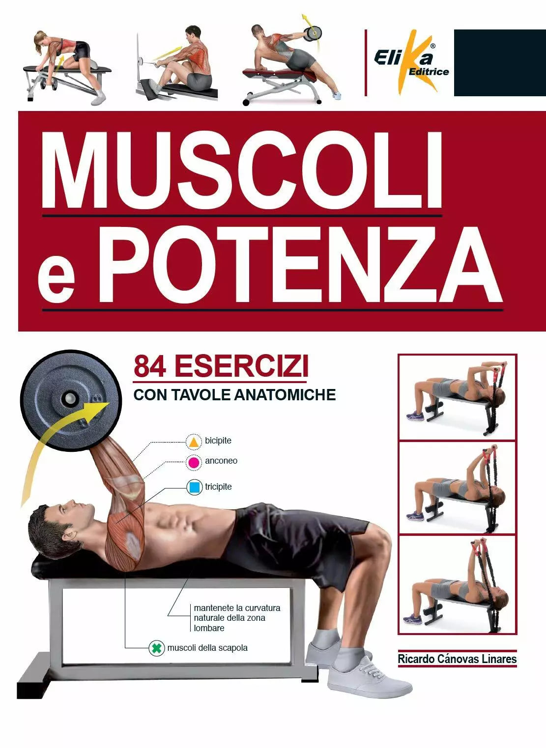 Muscoli e potenza