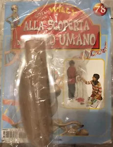Alla scoperta del corpo umano con Willy n 78 Muscoli braccio di Aa vv