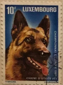 Francobollo Stamp 10 F Luxembourg Chiens d utilite Champion d Europe 1983 USATO