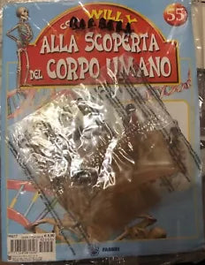 Alla scoperta del corpo umano con Willy n 55 Muscolo infraspinato braccio di Aa