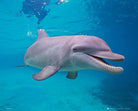 Dolphin: Underwater (Poster Mini 40x50 Cm)