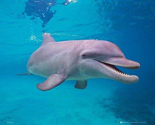 Dolphin: Underwater (Poster Mini 40x50 Cm)