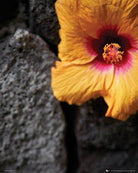 Flowers: Stone Wall (Poster Mini 40x50 Cm)