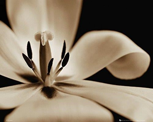 Flowers: Tulip (Poster Mini 40x50 Cm)