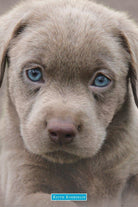 Keith Kimberlin: Puppies Blue Eyes (Poster Maxi 61x91,5 Cm)