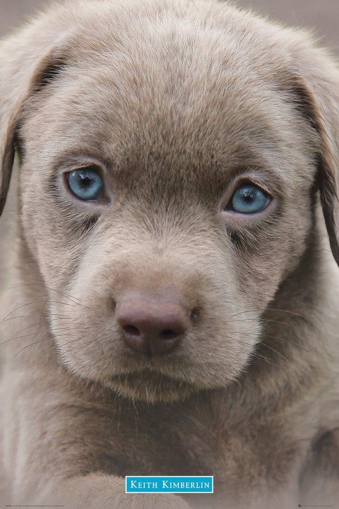 Keith Kimberlin: Puppies Blue Eyes (Poster Maxi 61x91,5 Cm)
