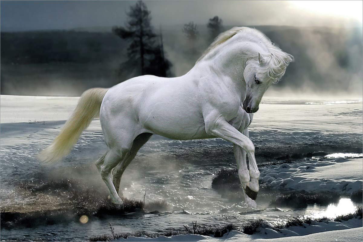 Bob Langrish: Horse Snow (Poster Maxi 61x91,5 Cm)