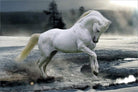 Bob Langrish: Horse Snow (Poster Maxi 61x91,5 Cm)