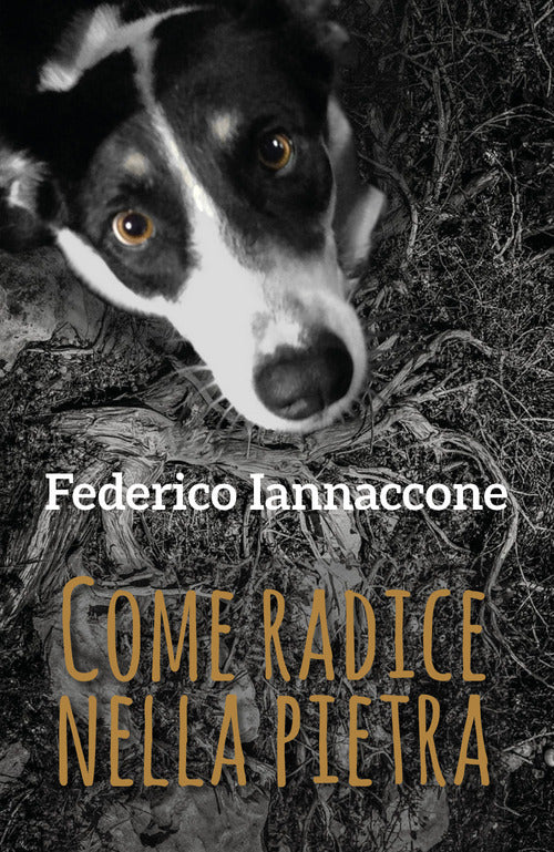 Cover of Come radice nella pietra