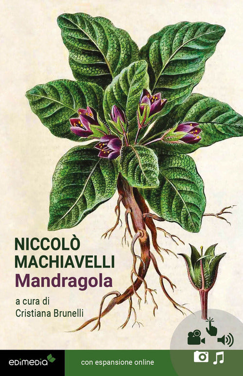 Mandragola