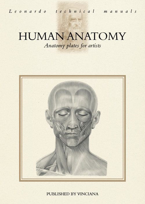 Human anatomy. Anatomy plates for artists