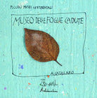 Cover of museo delle foglie cadute