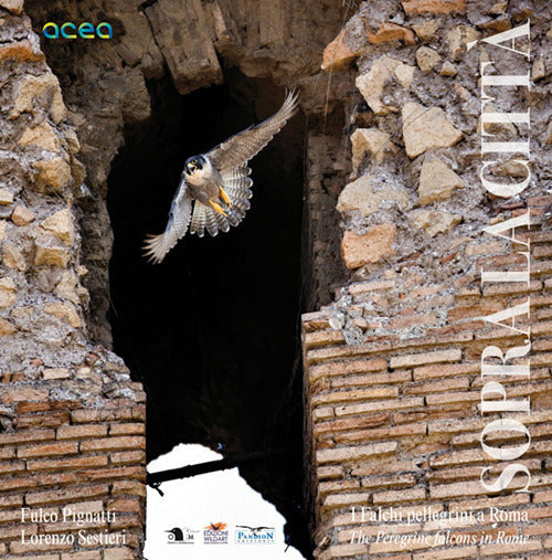 Cover of Sopra la città. I falchi pellegrini a Roma-The peregrine falcons in Rome