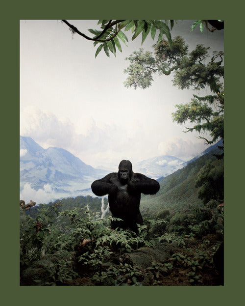 Cover of Zoology. Benvenuti nel regno animale