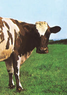 Cover of Atom Heart Mother. Il cuore nuovo dei Pink Floyd