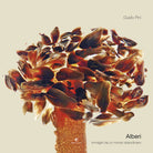 Cover of Alberi. Immagini da un mondo straordinario