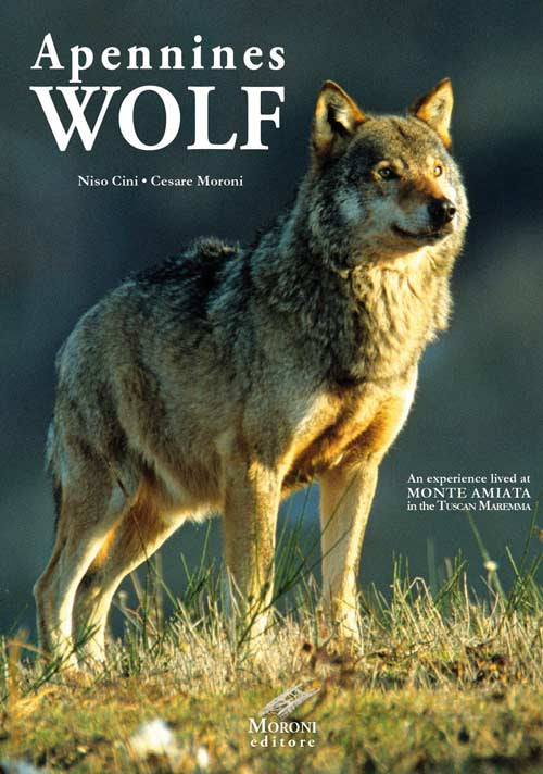 Cover of Appennines Wolf. An experience lived at Monte Amiata in the Tuscan Maremma