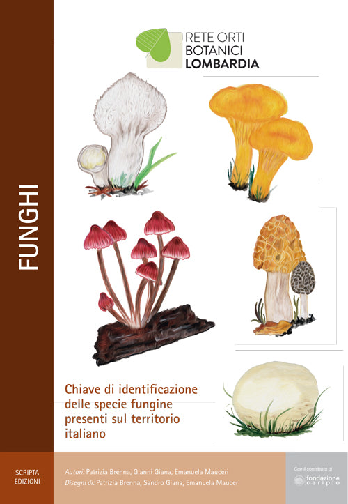 Cover of Funghi. Chiave di identificazione delle specie fungine presenti nel territorio italiano