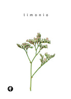 Cover of Limonio