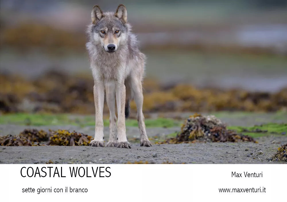 COASTAL WOLVES Sette giorni con il branco di Max Venturi 2021 Youcanprint