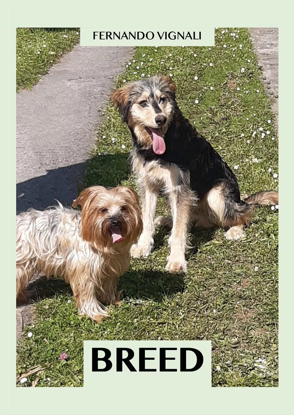 Breed di Fernando Vignali, 2021, Youcanprint