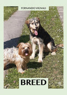 Breed di Fernando Vignali, 2021, Youcanprint