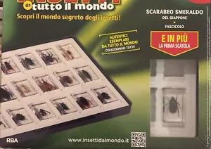 Insetti da tutto il mondo n 3