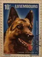 Francobollo Stamp 10 F Luxembourg Chiens d utilite Champion d Europe 1983 USATO