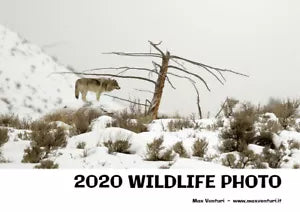 2020 WILDLIFE PHOTO di Max Venturi - Www.maxventuri.it, 2021, Youcanprint