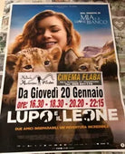 Poster locandina Il lupo e il leone 100x70 cm ORIGINALE 2021 CON DIFETTO